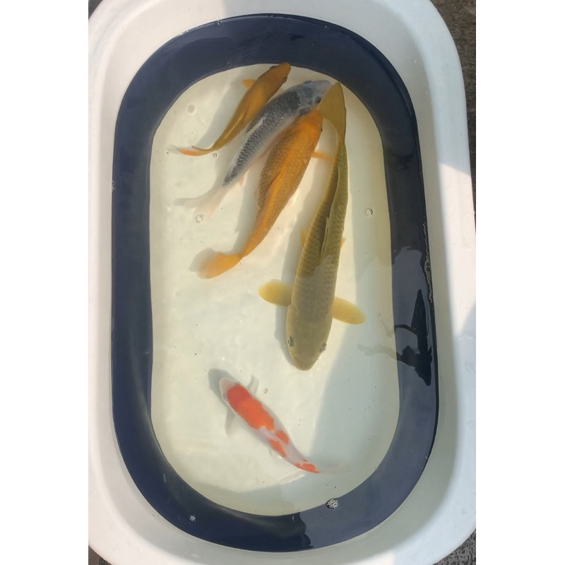 Koi Chagoi Jumbo