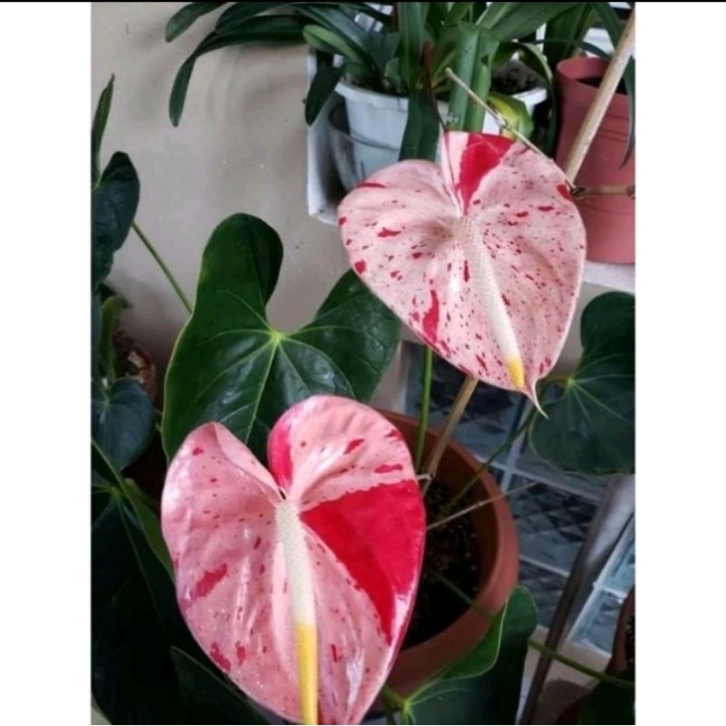 TANAMAN HIAS ANTHURIUM MICKEY MOUSE BUNGA MOUSE