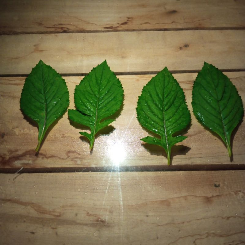 Daun parte ecoprint