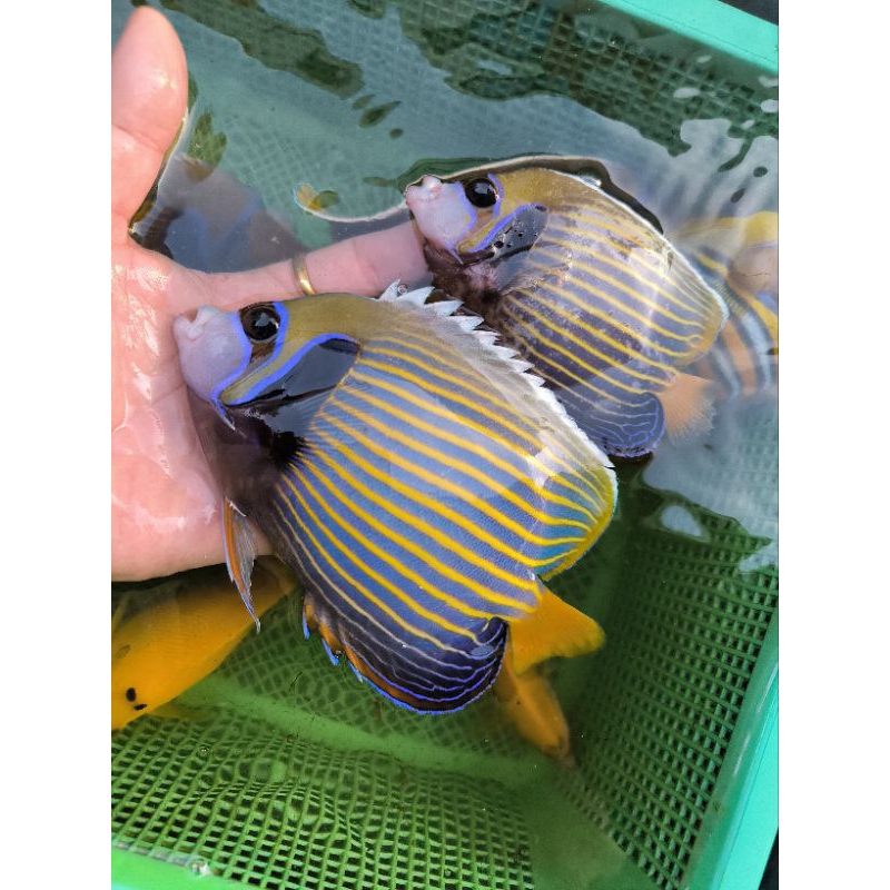 Ikan Batman air laut