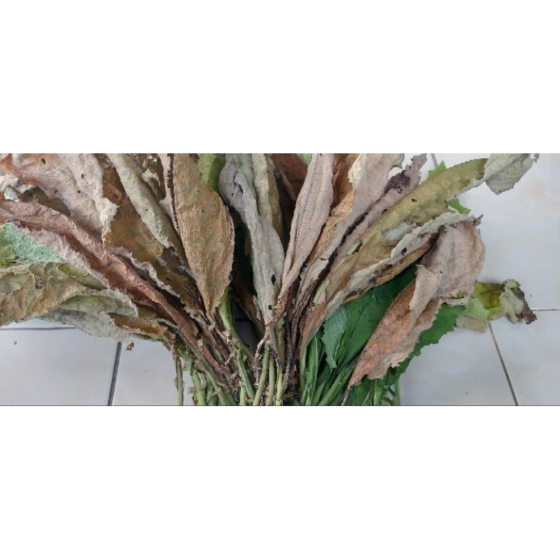 Daun sembung kering