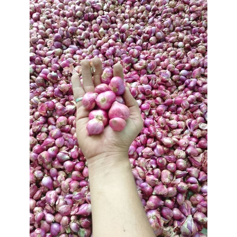 BAWANG MERAH SUPER