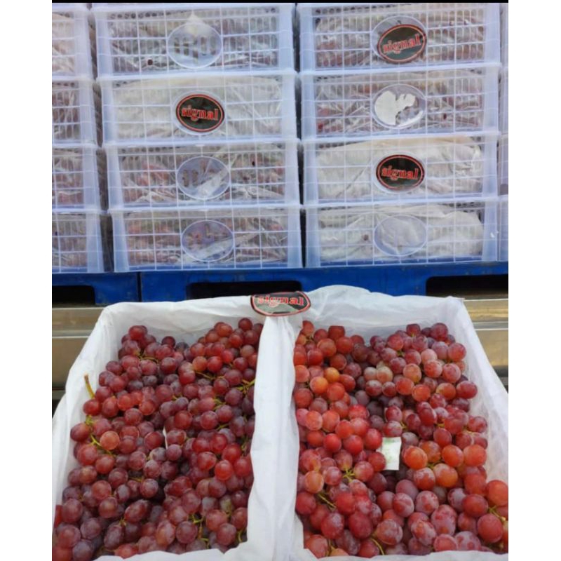 ANGGUR RED GLOBE CHINA PERKRAT
