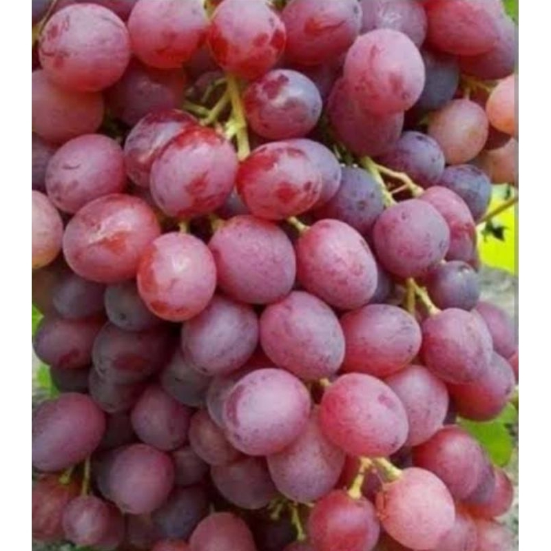 Bibit Anggur import Ninel