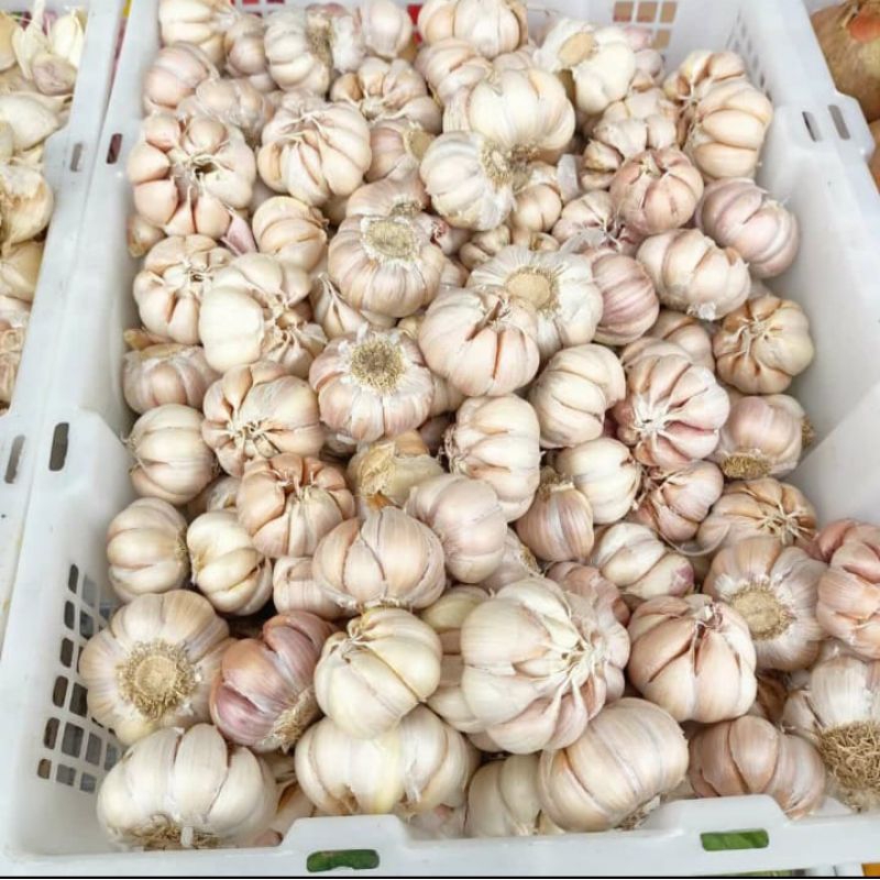 bawang putih