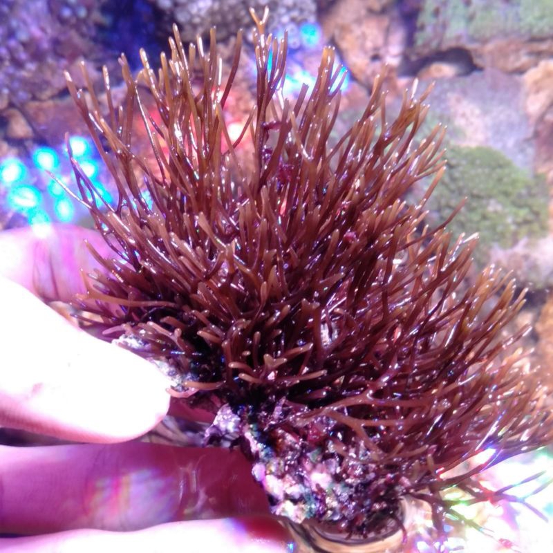 Macro algae Ranting cabang