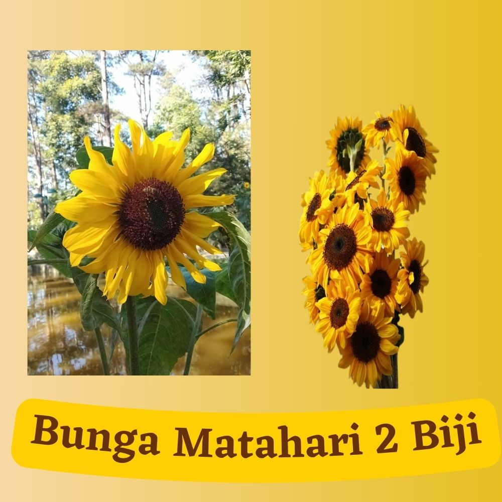 Bibit Bunga Matahari Kanigara / Benih Bunga
