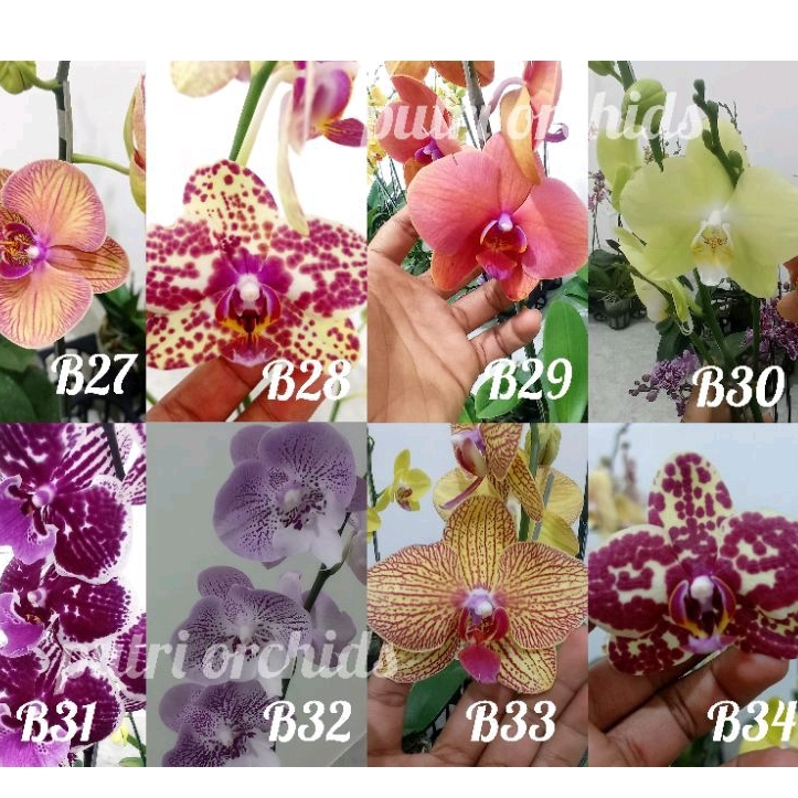 seedling bulan jumbo