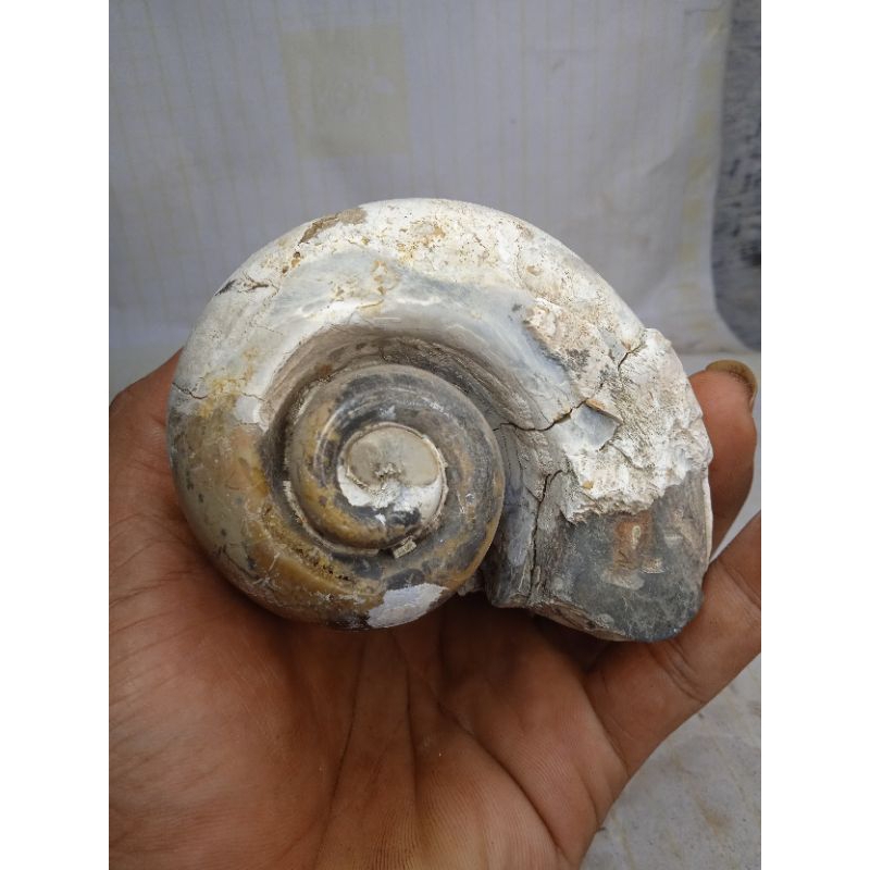 batu posil ukuran jumbo