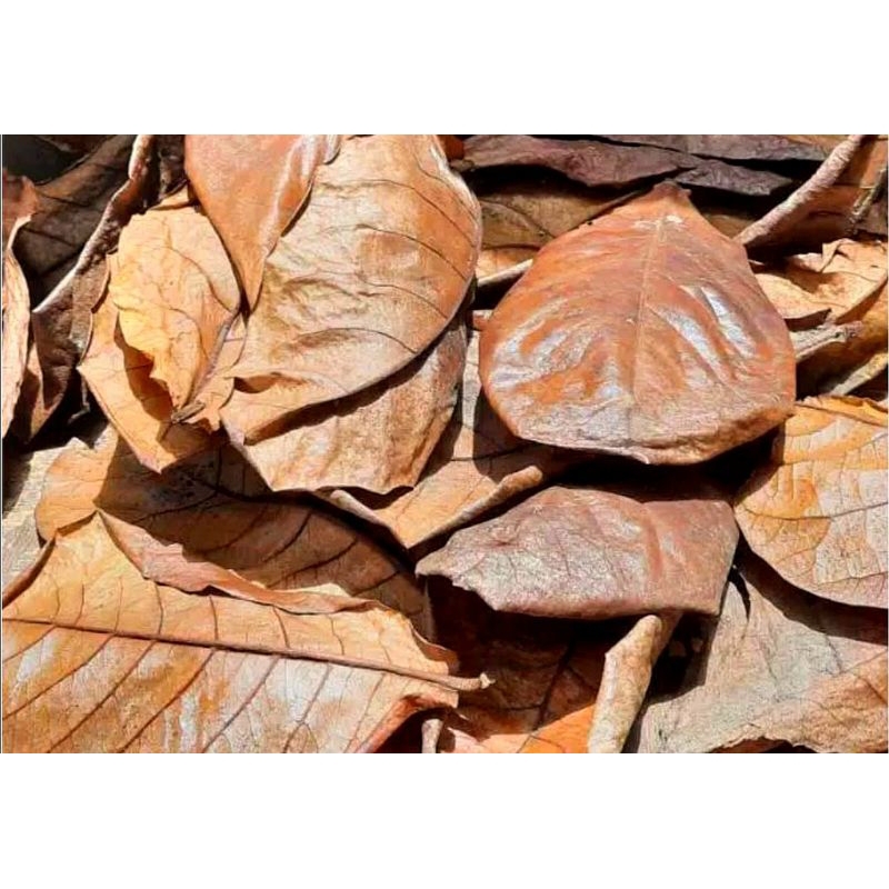 Daun ketapang kering