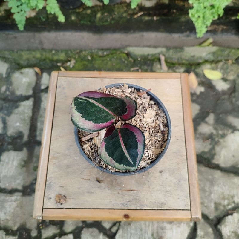 Calathea green jessy