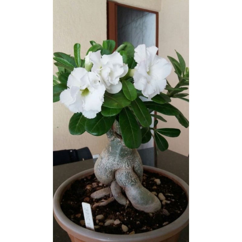 Bibit Bunga Kamboja Adenium Jaws