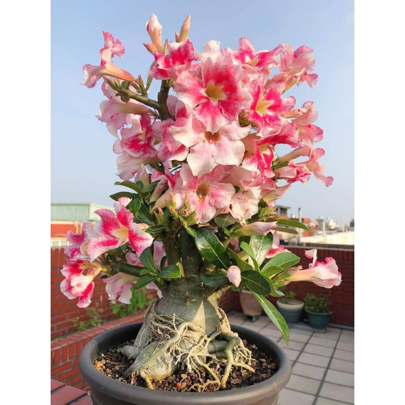 Bibit Bunga Kamboja Adenium Tricolor