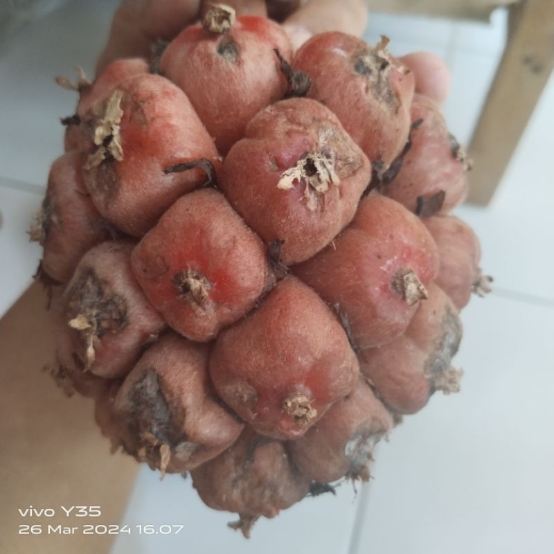 asam sahala