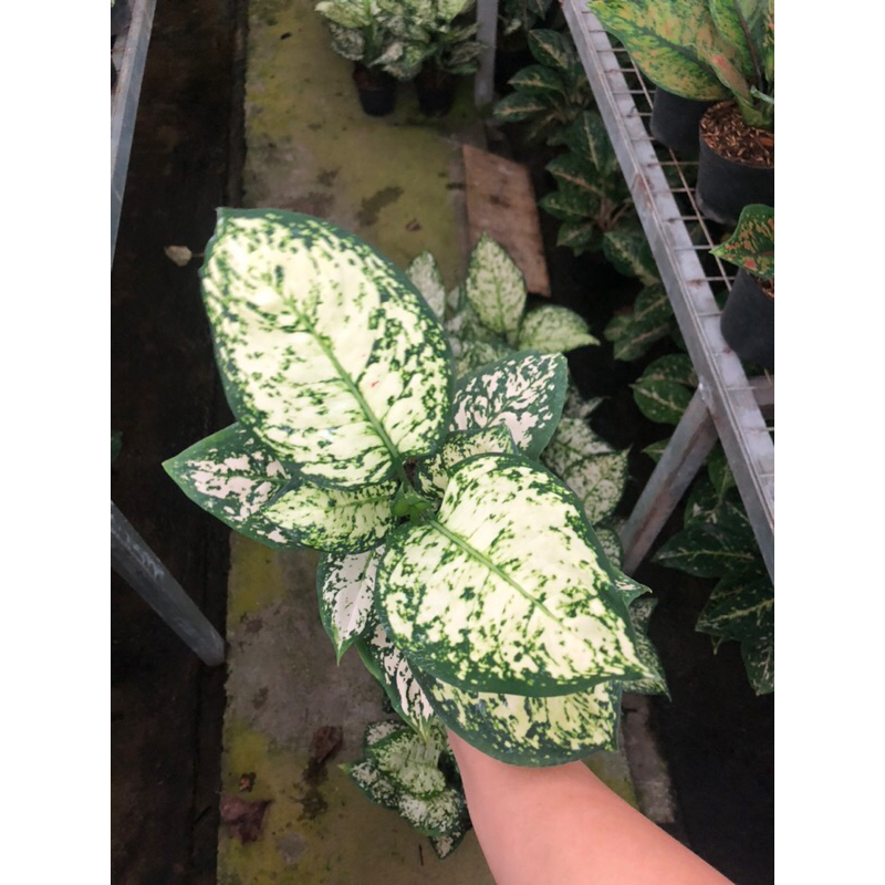 Aglaonema Dud white