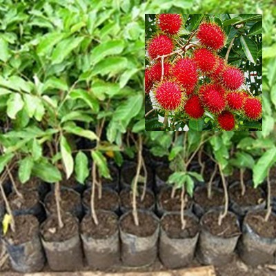 bibit rambutan binjai super