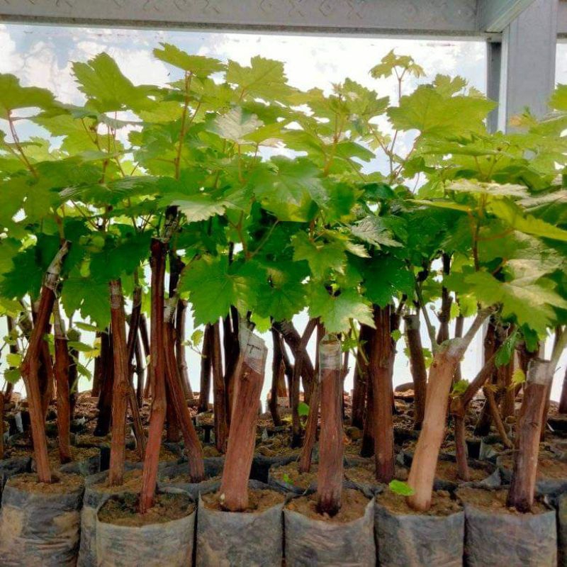 BIBIT ANGGUR IMPORT MINI MURAH