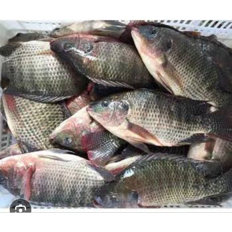 ikan nila segar