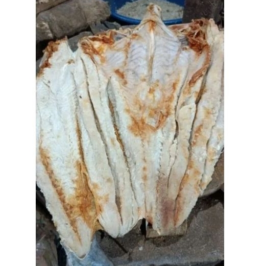 mayung ikan laut