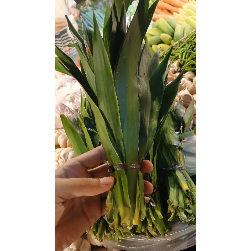 daun suji per 2  ikat