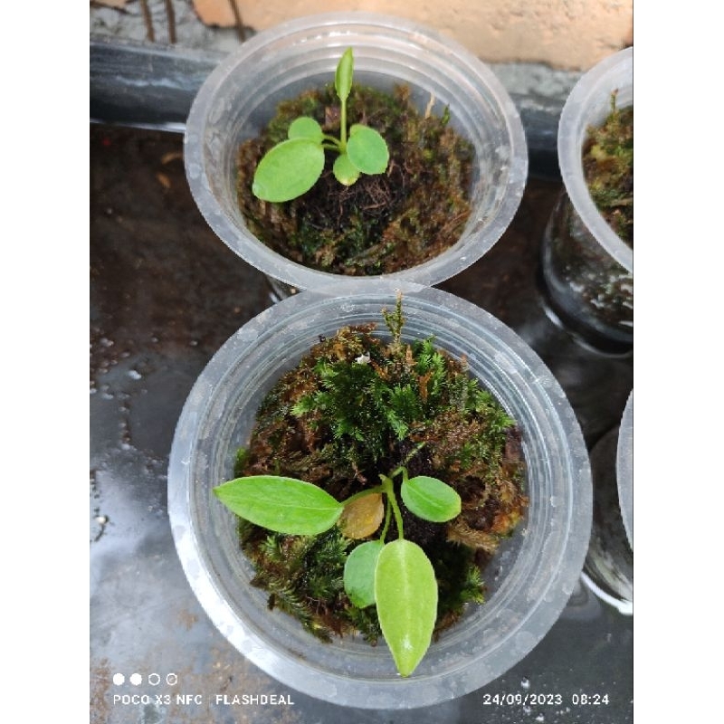 AnthuriumWaroquenum(LidahGajah)