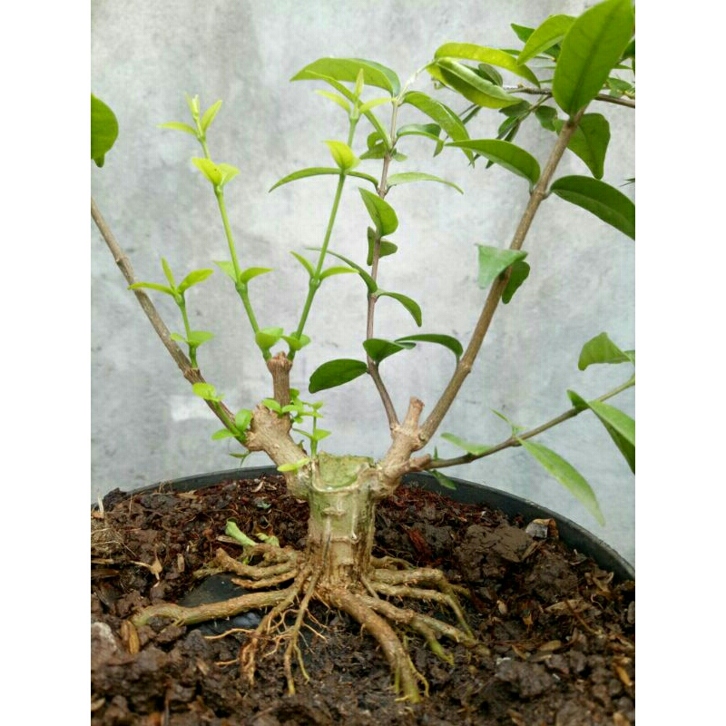 bahan bonsai anting putri program