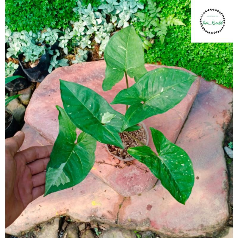 Syngonium Panda