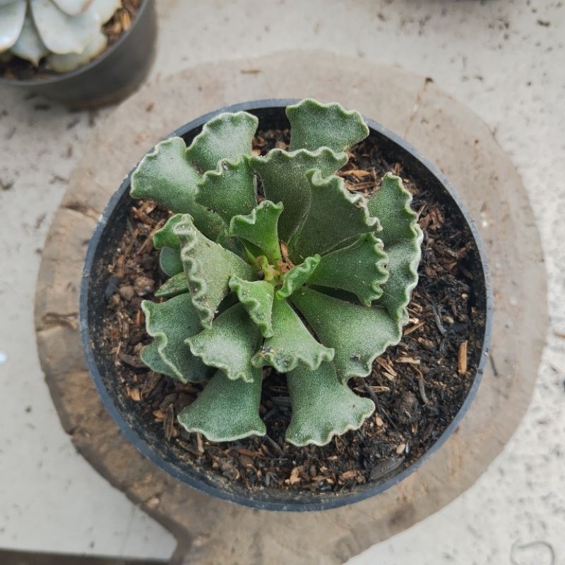 Adromischus Cristatus