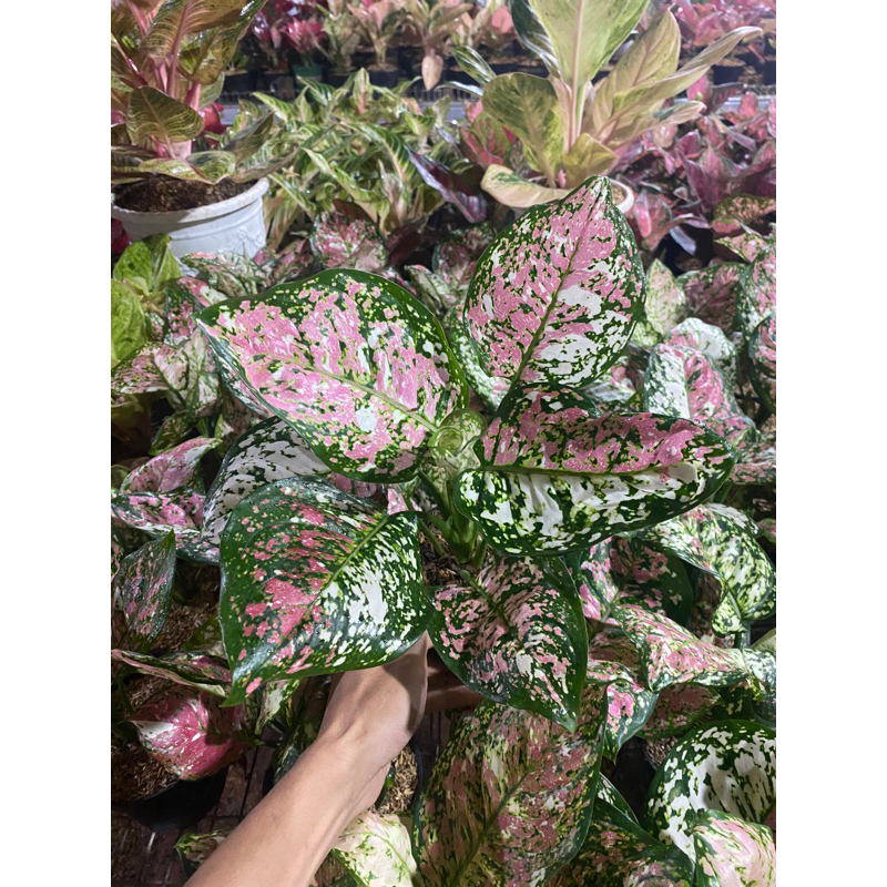 tricoloour