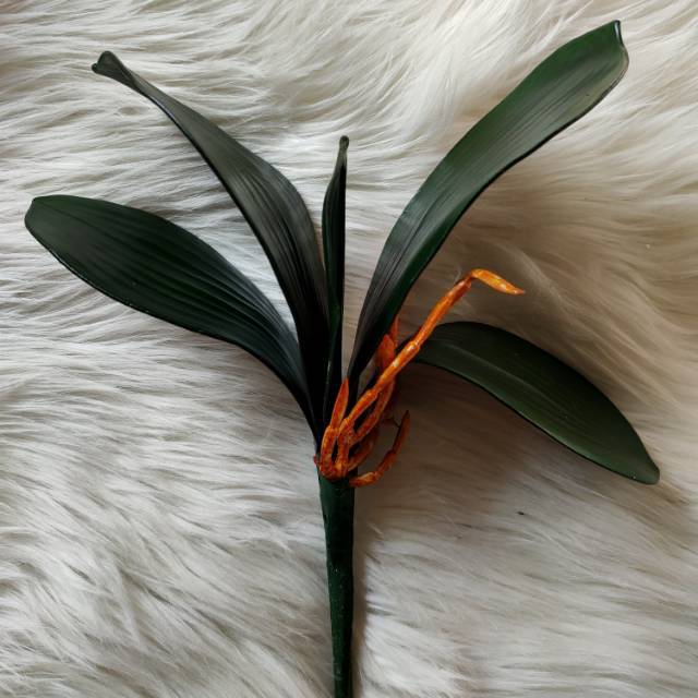 Daun Anggrek Latex Besar