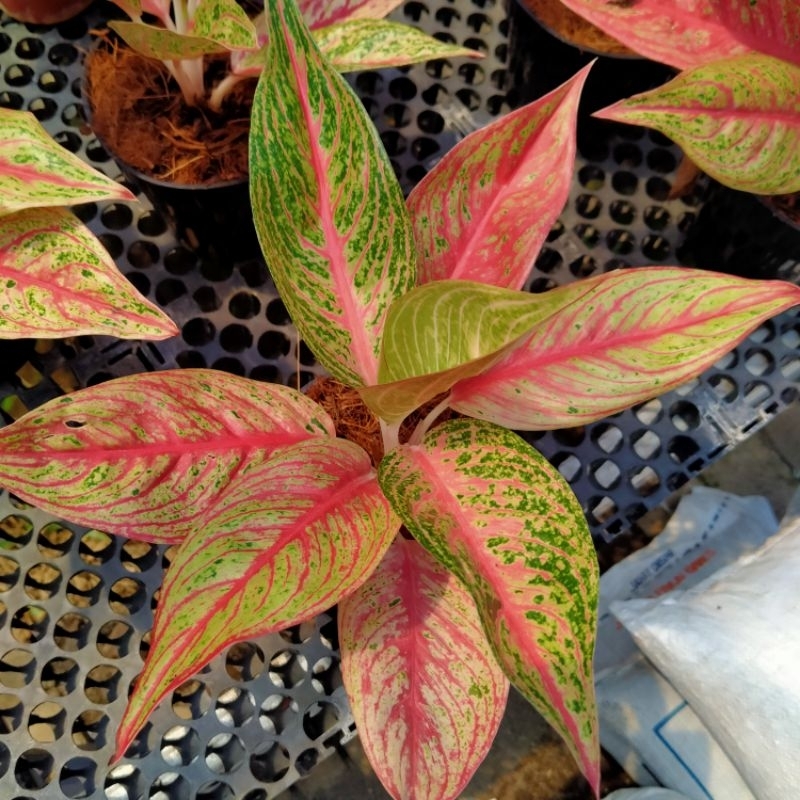 Aglonema red legacy