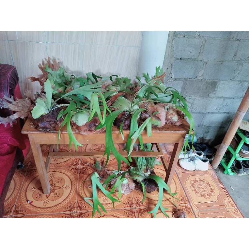 tanduk rusa