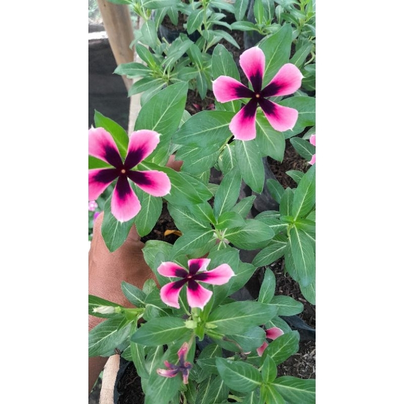Bunga vinca black splash