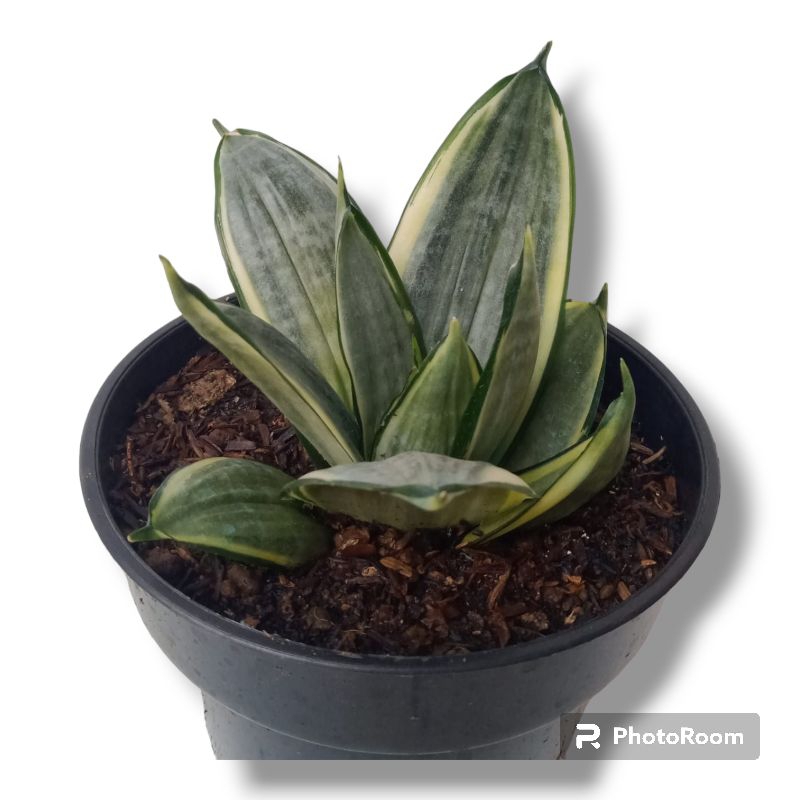 Sanseveria Silverfros