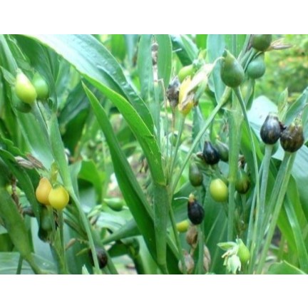 Jamu Patah Tulang