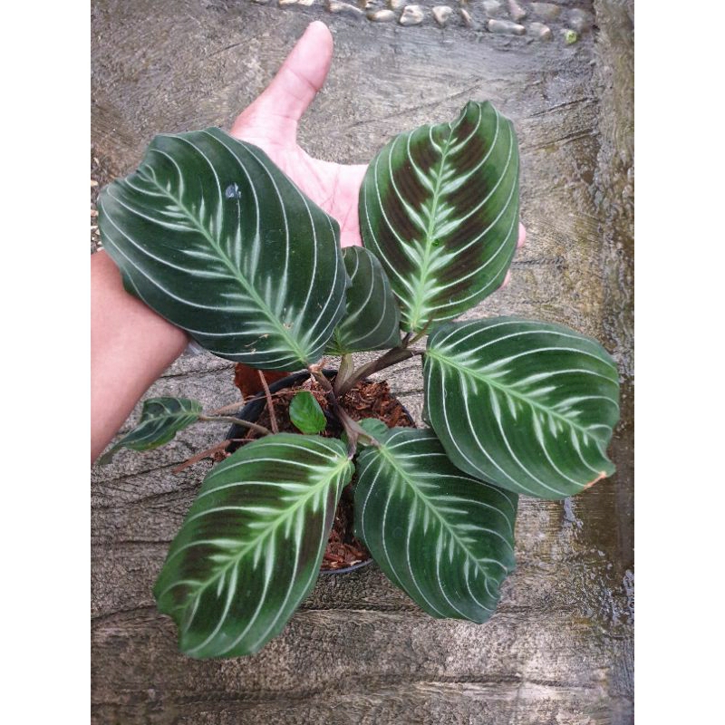 black maranta