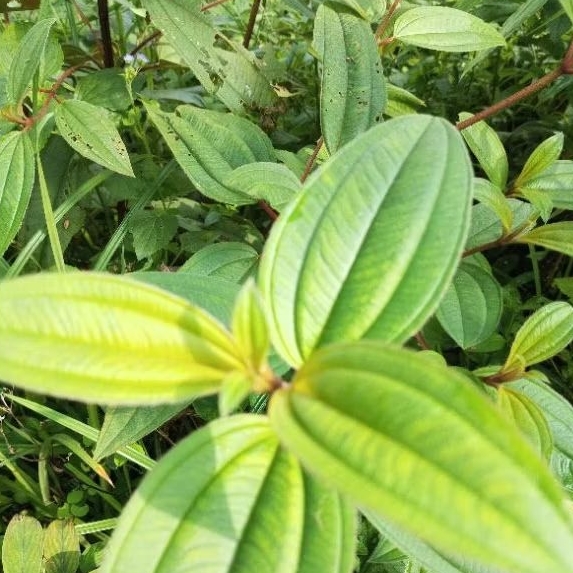Daun Harendong Bokor 500 gr