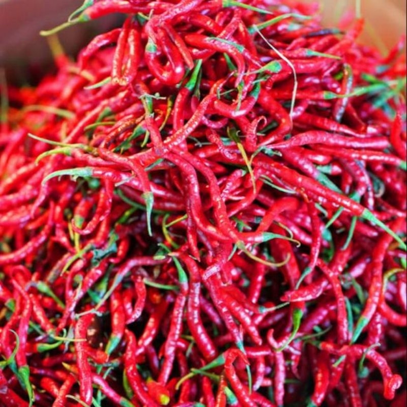 Cabe Keriting Merah