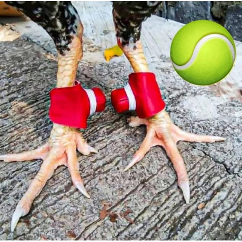 Bungkus jalu/taji