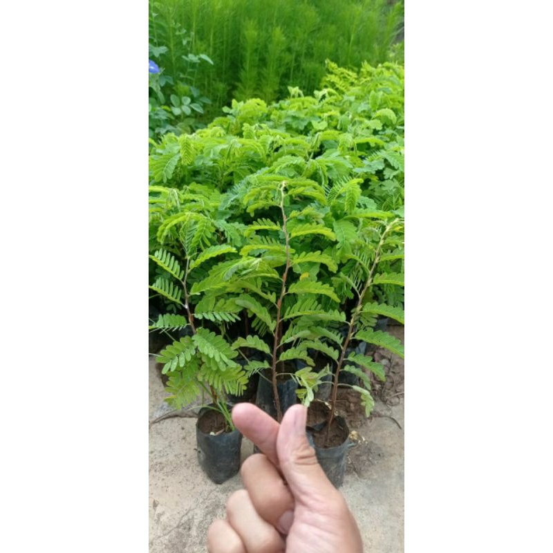 bibit serba 3 ribuan saja