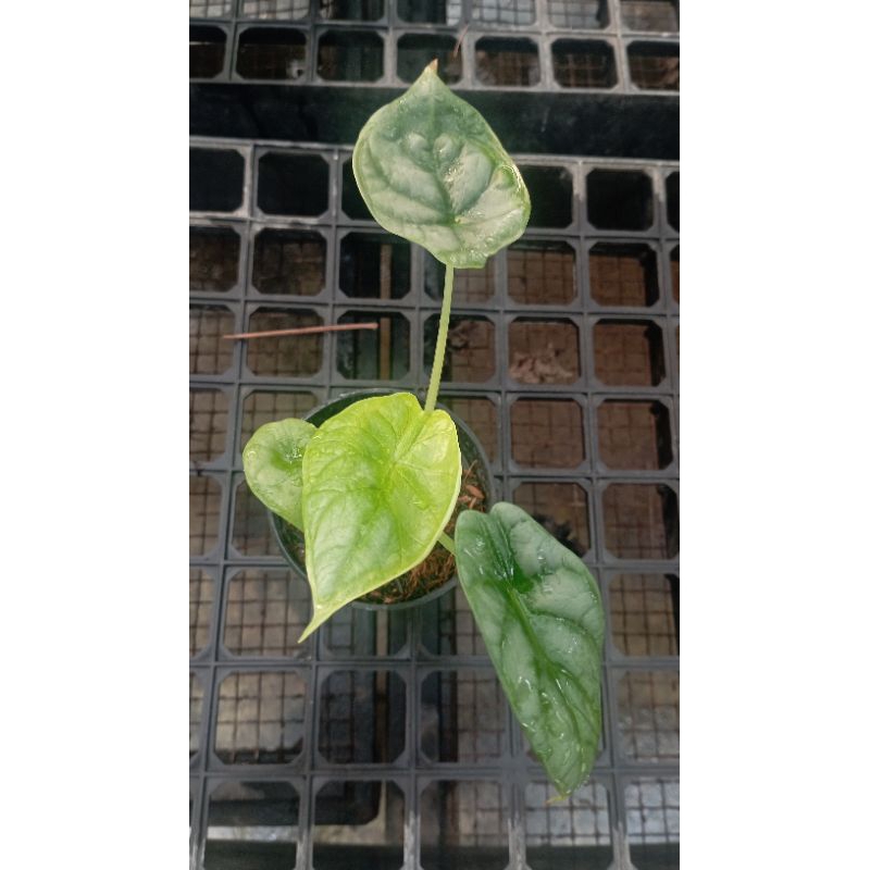 Alocasia dragon silver