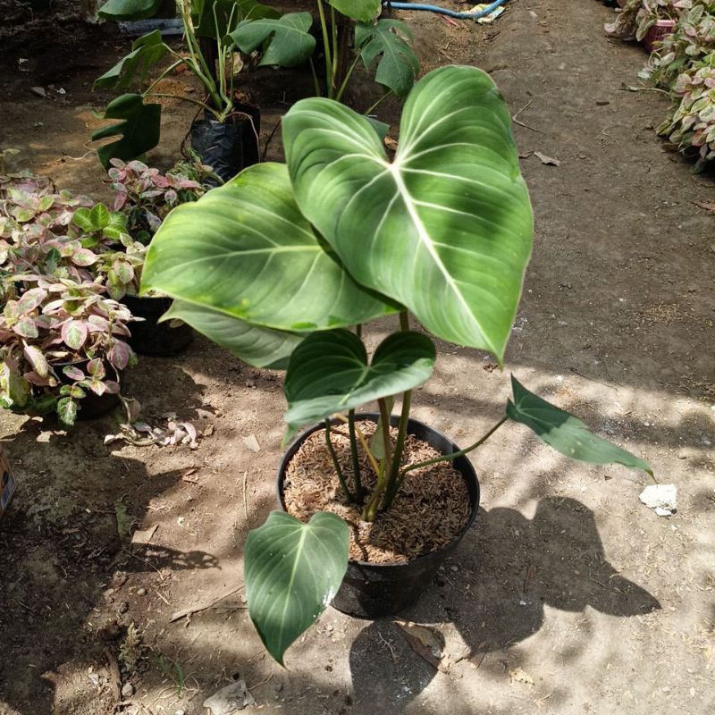 phillodendron gloriosum
