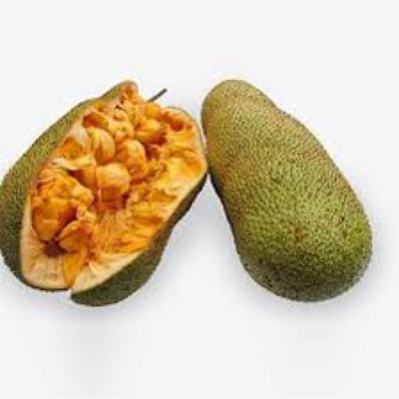 bibit cempedak valid siap tanam