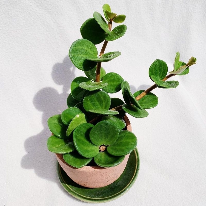 Peperomia Hope