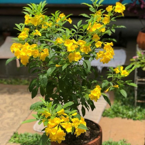 Bibit Tanaman pohon tecomaria kuning