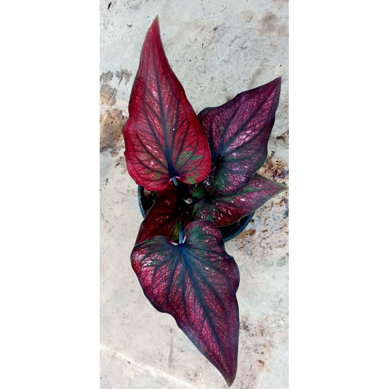 keladi/caladium read stone