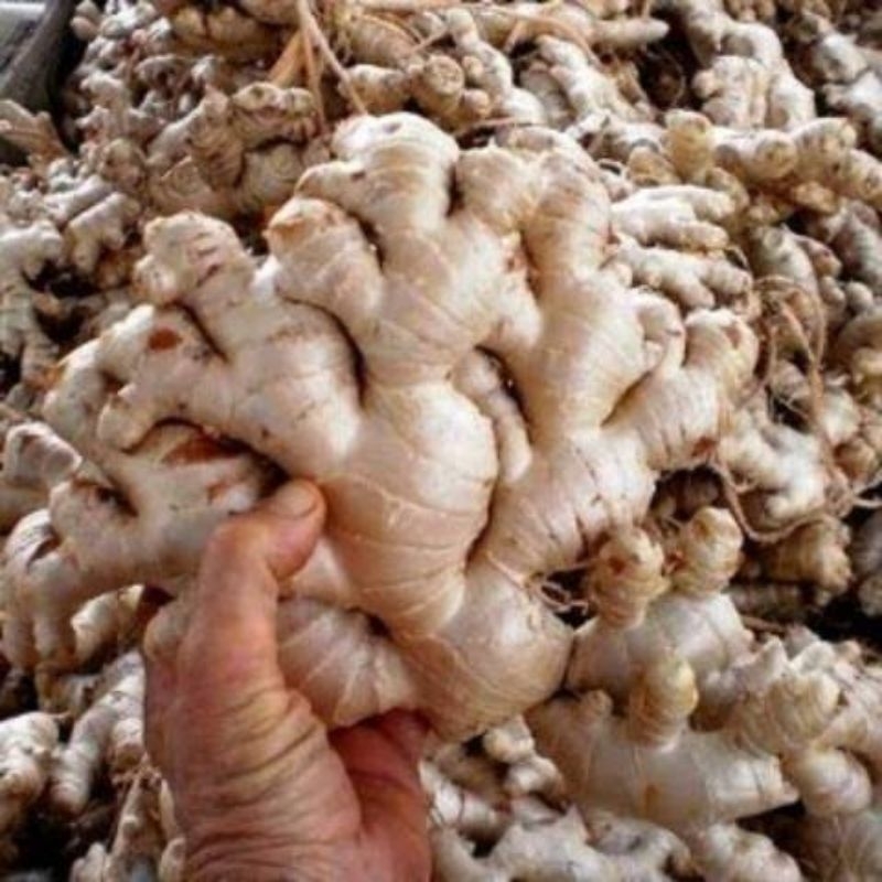 jahe putih 1kg