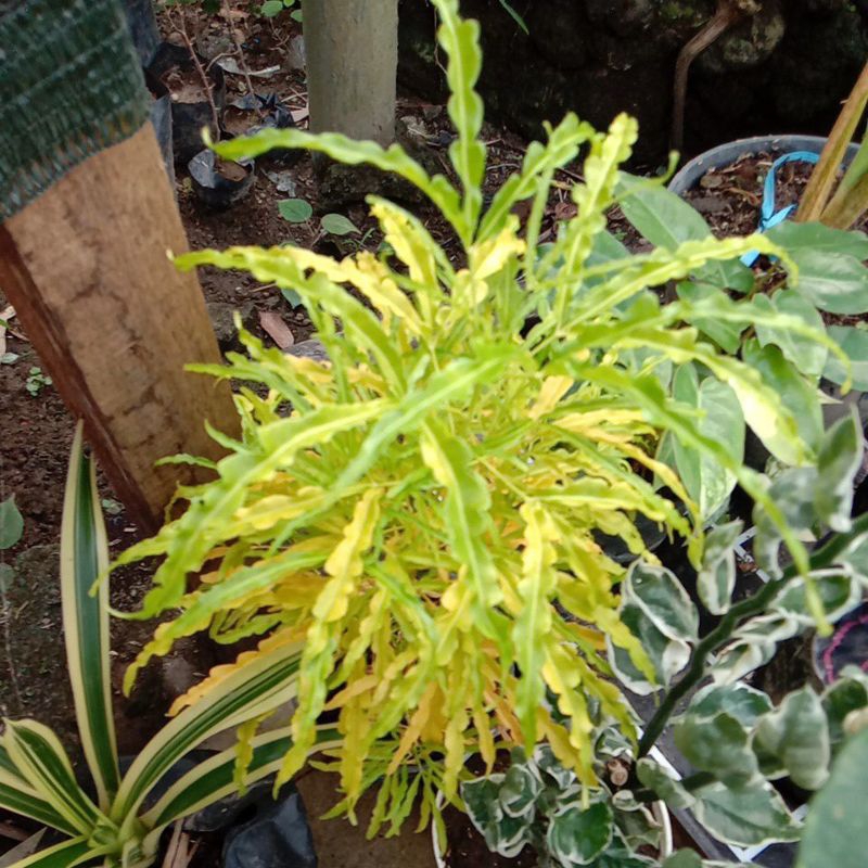 brokoli cantik