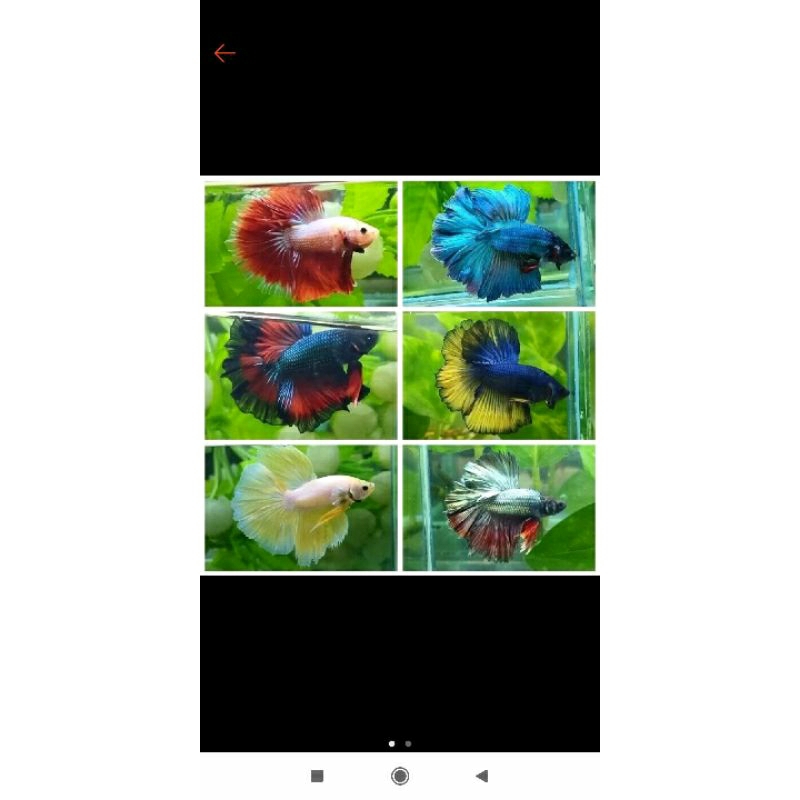 hatmon jantan warna random