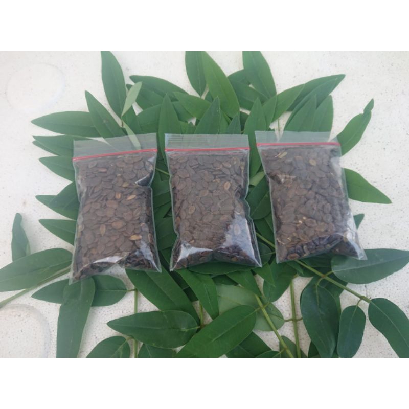 Kaliandra merah super